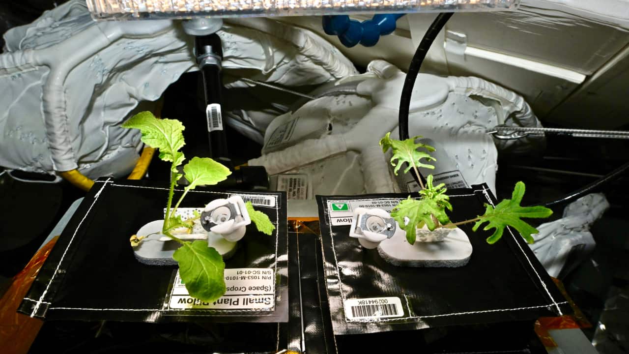 ISS's newest "crew members" aren't astronauts-They're kale and wasabi mustard! WATCH