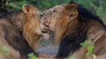 World Lion Day 2026: How Gir's Asiatic lion duo, 'Jai-Veeru's' friendship revealed the science of lion survival?