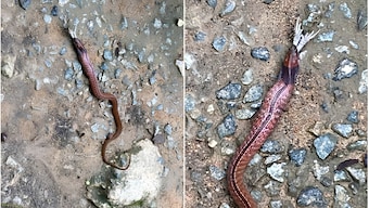 Singapore Snake Mystery: This rare snake species can grow upto 75-cm and contain 2 toxic weapons — Know why it’s dangerous
