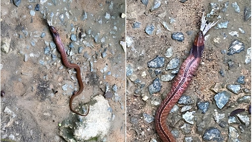 Singapore Snake Mystery: This rare snake species can grow upto 75-cm and contain 2 toxic weapons — Know why it’s dangerous