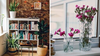 7 clever indoor spots in your home where you can keep plants
