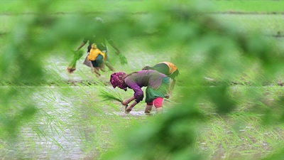 Maharashtra drought raises inflationary fears; puts crops like maize, soybean, sugarcane at risk