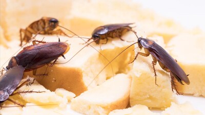 Students staged a protest at Ahmedabad's government-run Samras Hostel after worms were allegedly found in food.