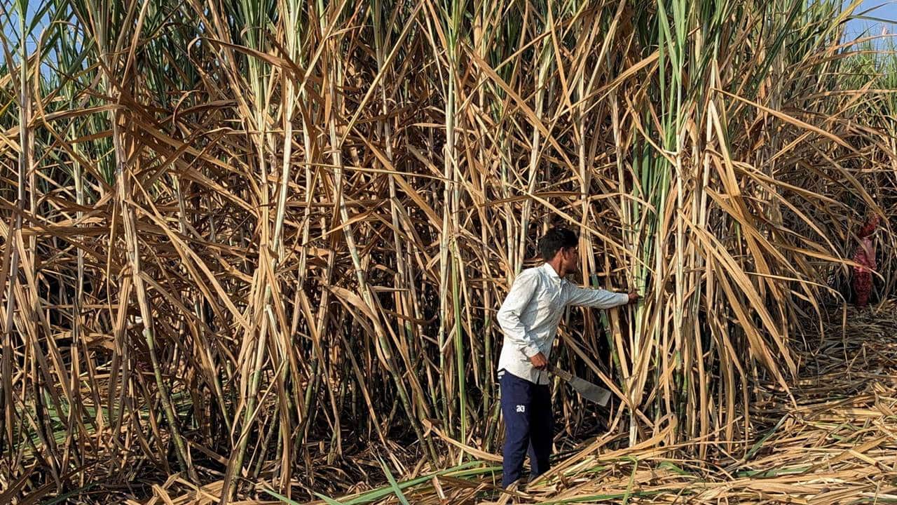 India tightens sugar stock limits as prices rise to Rs 5,400-5,500 per quintal; concerns grow over availability for 2026-27 season