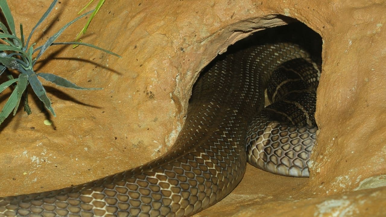 Owls are bringing live snakes into their homes: Live snakes found in 44% of 109 owl nests in T??rkiye, scientists uncover surprising mystery behind it