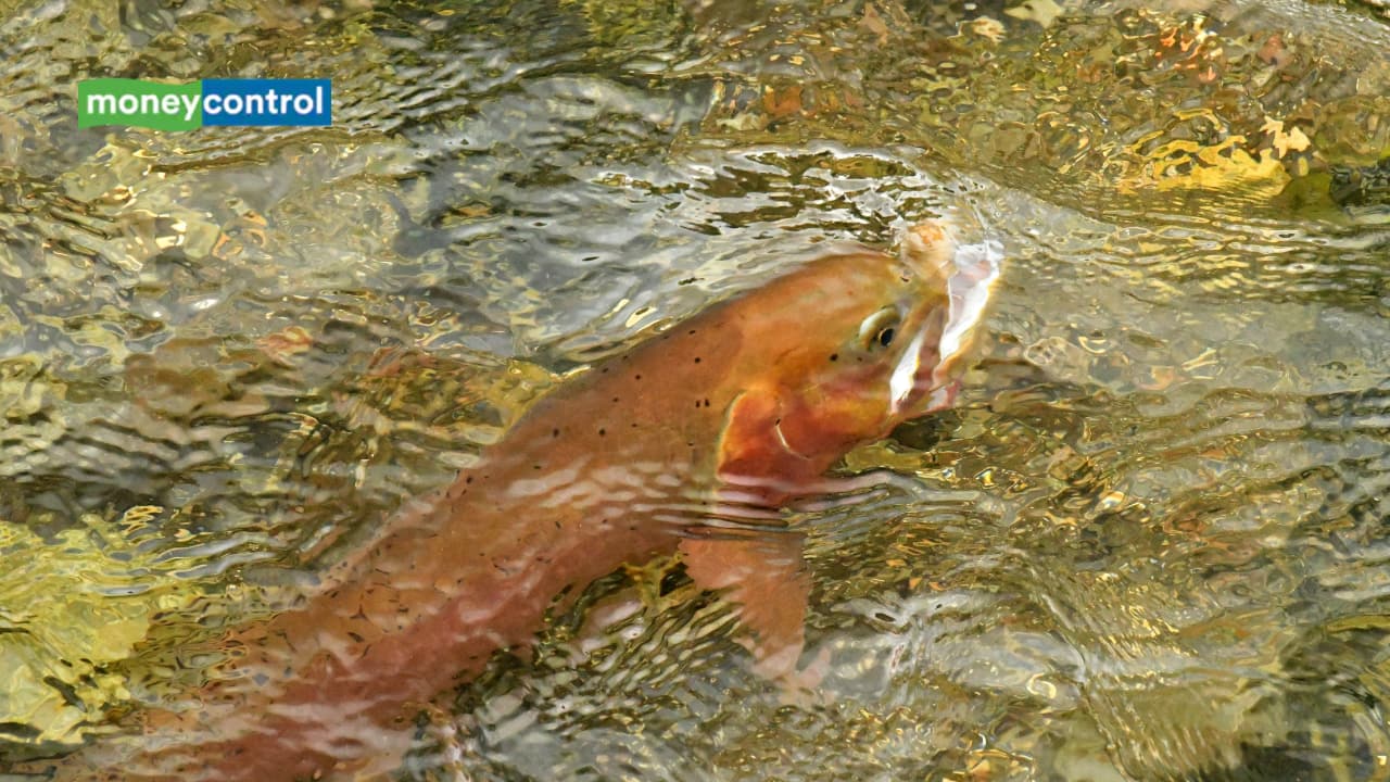 Yellowstone shuts Buffalo Creek to remove invasive rainbow trout threatening native cutthroat fish- Moneycontrol.com