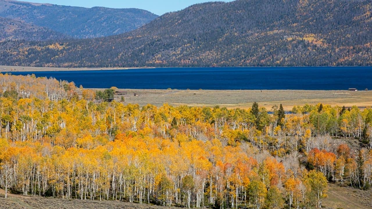 Meet Pando: The ancient ???Trembling Giant??? that may be the largest living thing on Earth