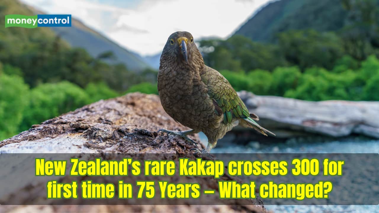 Kakapo population crosses 300 for first time in 75 years ??? What helped New Zealand???s rare parrot make a comeback?