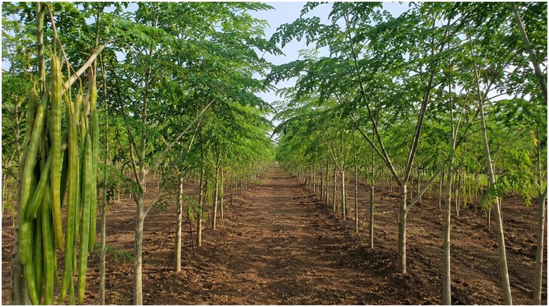 From US MNC engineer to organic farmer: Maharashtra man earns Rs 30 lakh profit from 5-acre moringa farm