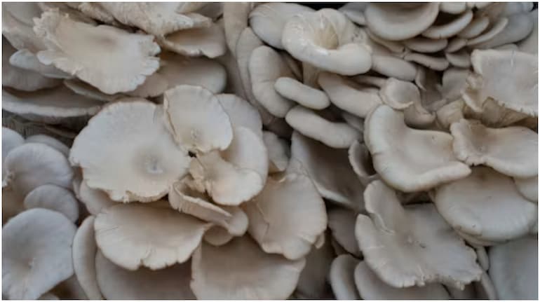 He started mushroom farming in 100-sq-ft room. Now this Maharashtra biotech grad makes Rs 4 lakh a month