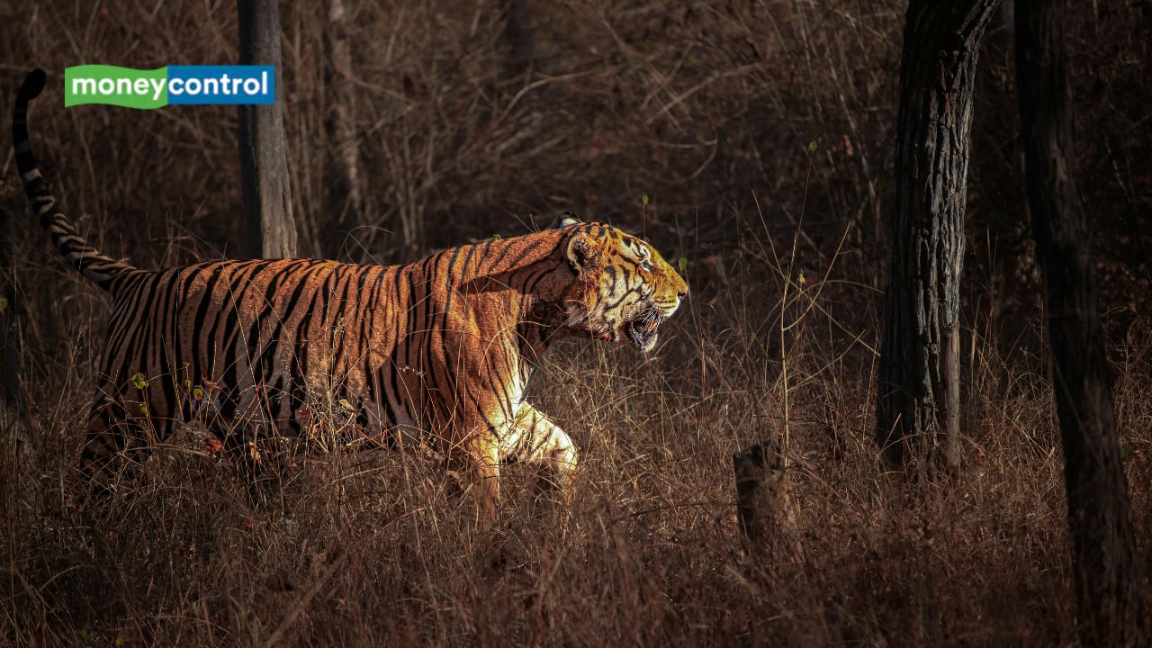 Young Tiger travels 400 Km across Maharashtra in search of a new territory, crossing five districts in two years