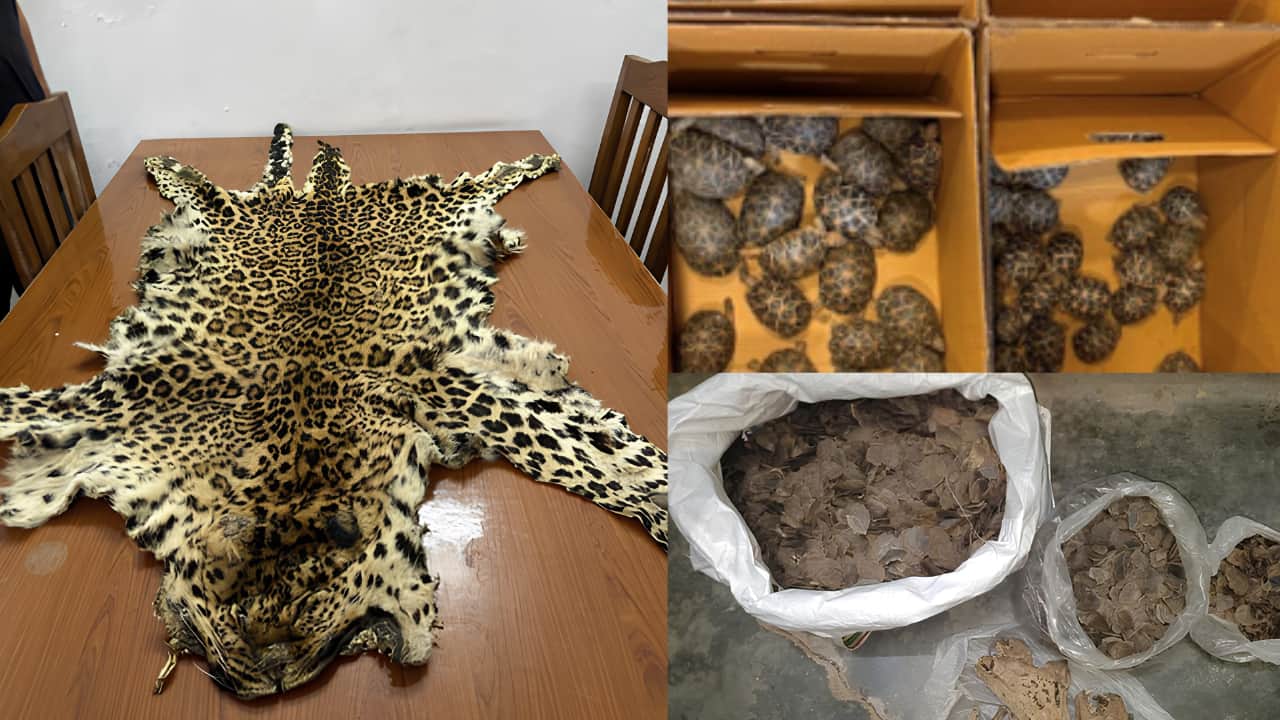 From 180 Tortoises to Tiger Bones: What actually happened in DRI's latest wildlife trafficking crackdown?