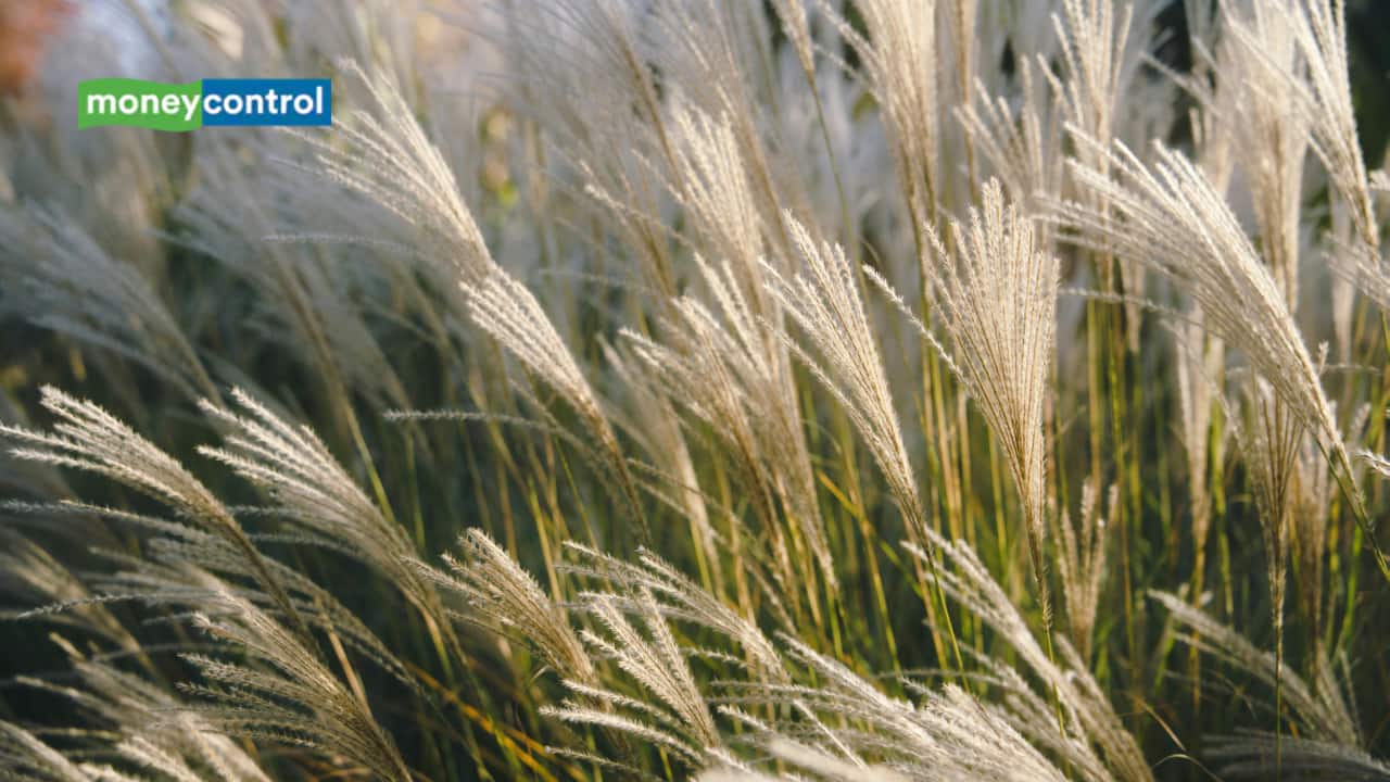 Giant reed invasion in California is turning an old erosion-control plant into a major wildfire and water threat- Moneycontrol.com