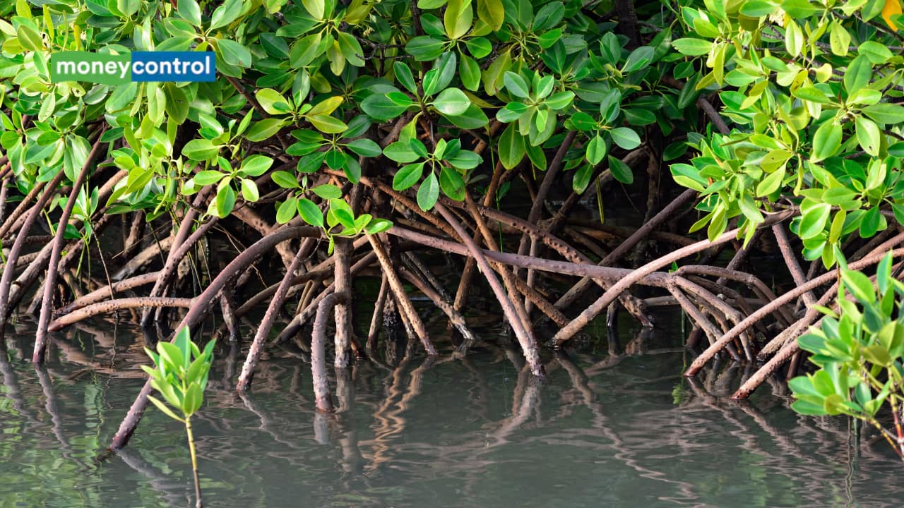 Hawaii's red mangrove problem: Trees introduced in 1902 are now threatening native wetlands and endangered birds- Moneycontrol.com