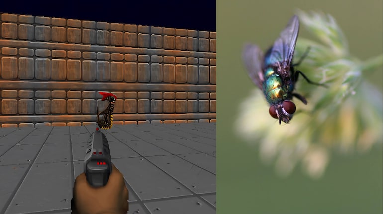 Google's AI-Mapped fruit fly brain has tried 