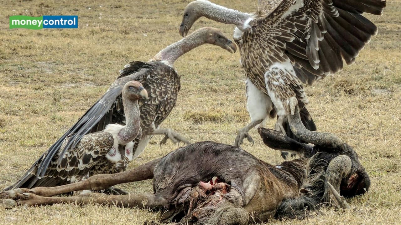 Killed by a common drug, India’s vulture populations fell by more than 99%; Years later, scientists linked the collapse to 500,000 additional deaths