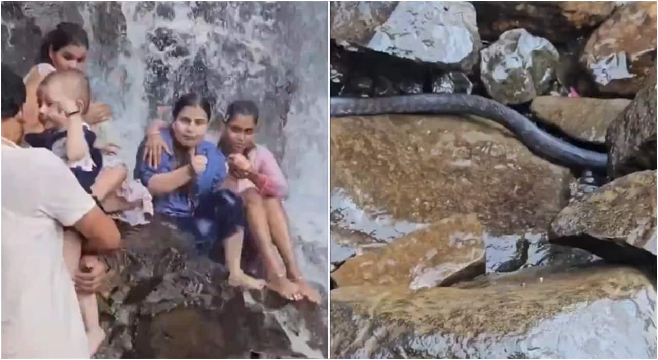 Snake Control Sign Watch: Split-second scare at Maharashtra waterfall as snake falls on ...