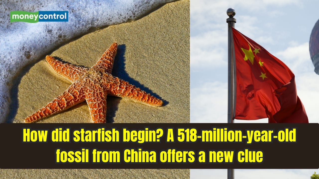 Did starfish begin in China? A 518-million-year-old fossil may rewrite their origin story