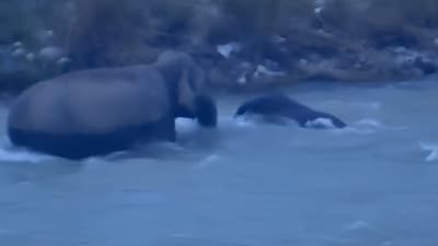 Mother elephant rescues her month-old calf from strong currents in Uttarakhand’s Kosi River. (Image: X)