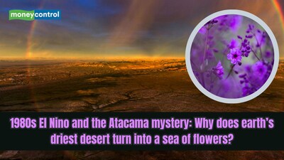 Wildflowers bloom across parts of Chile’s Atacama Desert during the Southern Hemisphere’s spring. (Image: Canva)
