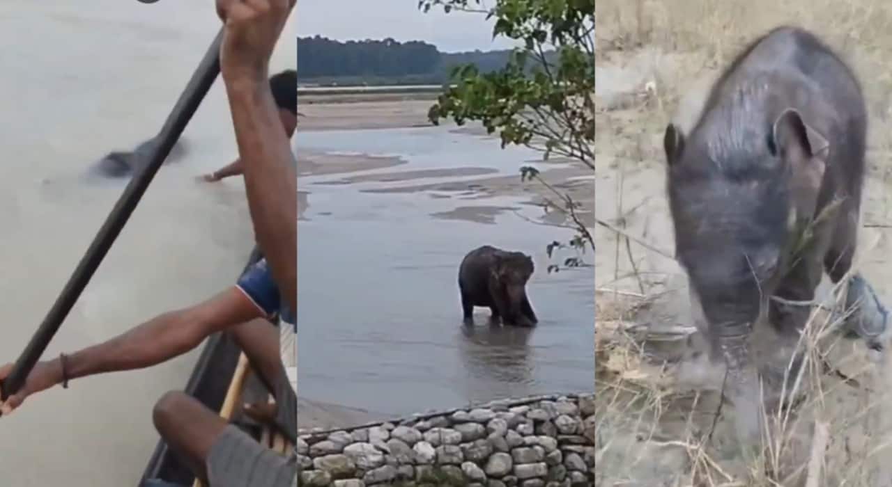 Watch: Five fishermen risk lives to rescue baby elephant struggling in Bengal’s Teesta river currents