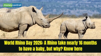 World Rhino Day is observed on September 22 every year. (Image: Canva)