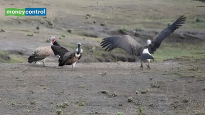 Melghat and pench emerge as India’s top vulture release sites. (Image: Canva)