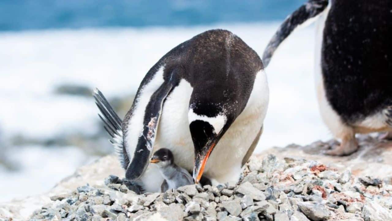 Photo: moneycontrol.com First New Penguin Species Discovered in Over 100 Years