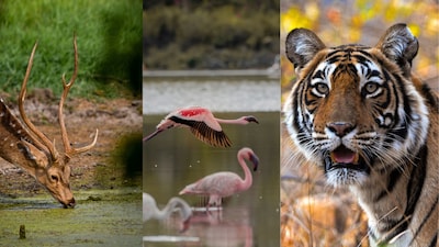 Plan a trip in October to enjoy birding and wildlife safari experience. (Picture: Pexels)