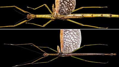 2 new stick insect species: Anchiale robusta and Anchiale mabiensis. (Image: Austral Entomology)