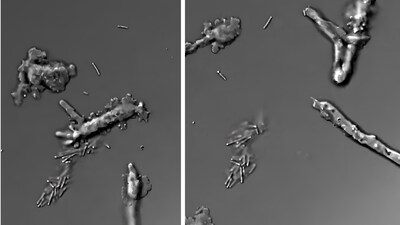 The newly identified fire amoeba Incendiamoeba cascadensis can reproduce at temperatures reaching 63°C. (Image: NASA)
