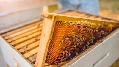Not gold, not cash — more than 800,000 bees were stolen from Australian farms in a bizarre heist