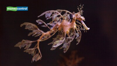 Leafy Seadragon: The seaweed-looking fish where males carry eggs and give birth (image: canva)