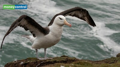 Black browed albatrosses can adapt climate change quickly. (Image: Canva)