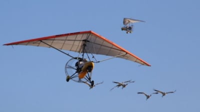 Whooping cranes following ultralight aircraft lift off. Image credits: Wikimedia Commons