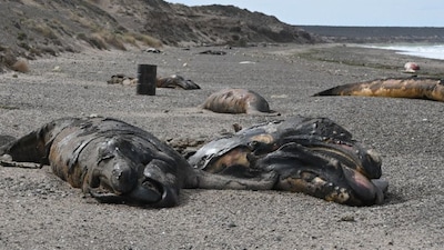 Several dead whale calves have washed up on a beach in Argentina. (Image: Maxi Jonas)