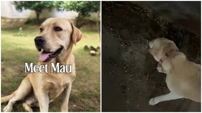 Pushpendra Choudhary further alleged that Mau developed wounds after being made to cohabit with two Cane Corso dogs.