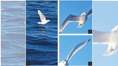 Rare seabird spotted in Brazil for the first time, raising questions about how it reached South America (credit: BBC wildlife)
