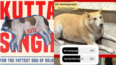 Blinkit also joined in, backing Rohini’s Kutta Singh in Delhi’s fattest dog contest through a post on X. (Image: @rpitism/ X)