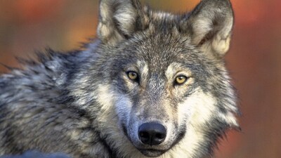 A still image of a wolf. Image credits: Wikimedia Commons
