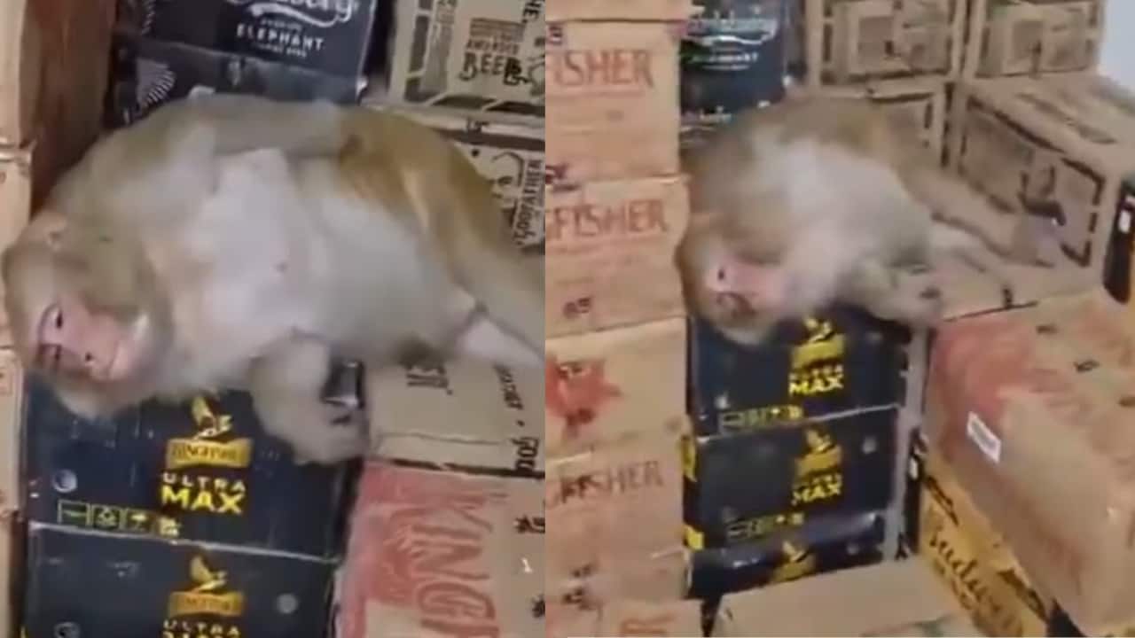 Pregnant monkey enters liquor shop in Ranchi, drinks vodka and falls asleep. Vir...