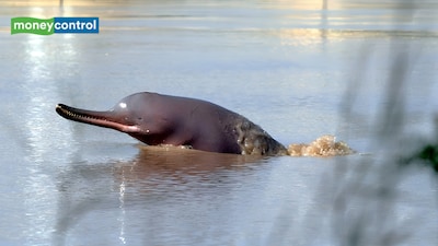Indus River dolphins in Pakistan. (Image: Canva)