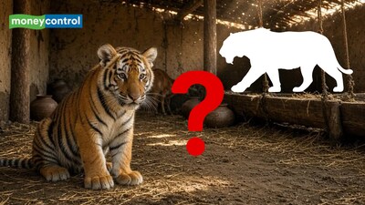 7-month-old tiger cub found inside Odisha house. (Image: AI Representative)