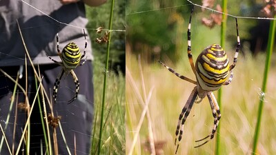 First-Ever Wasp Spider Sighting in Cheshire. (Image: Cheshire Zoo/Rosie Cooper)