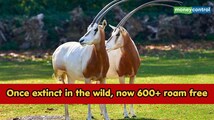 Declared extinct in the wild in 2000, then 25 were flown to Chad: 10 years later, 600+ scimitar-horned oryx roam free