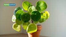 This ‘Genius’ plant can solve a maths problem without a brain: Scientists discover a hidden mathematical pattern in the Chinese money plant leaves