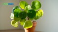 This ‘Genius’ plant can solve a maths problem without a brain: Scientists discover a hidden mathematical pattern in the Chinese money plant leaves