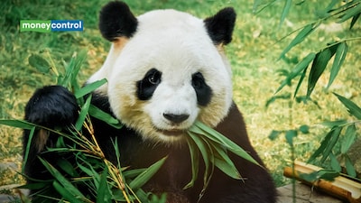 Meet Ping Ping and Fu Shuang, the new giant Pandas in Atlanta: From their 8,000-mile journey from China to life at Zoo Atlanta (representative image/canva)