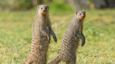 Banded mongoose spotted. Image credits: Wikimedia Commons