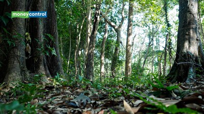After 20 years of planting native trees, restoring meadows and protecting wetlands, a Maryland couple has permanently conserved their 116-acre farm (representative image/canva)